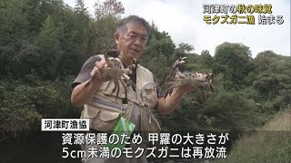 秋の味覚モクズガニ漁…中国で珍重されるシャンハイガニの仲間　静岡・河津町