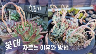 다육 꽃대 자르는 이유와 방법 \\ 위치와 시기 \\ #다육화분#손옹기화분 \\ Tips for  growing succulents