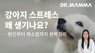 강아지 스트레스 증상부터 해소법까지 영상으로 완벽정리