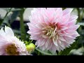 The Garden Gurus - Autumn Dahlias