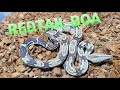 BOA CONSTRICTORS / redtail boa,  Moonglow,  Snow, IMG  and  MORE