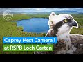 Live Osprey nest (Zoom Camera) | RSPB Loch Garten