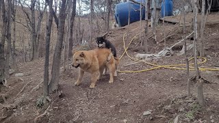 통골형 황구진돗개와 블랙탄 꼬맹이 ^^Korean Jindo Dog 🐕.