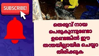 പാലക്കാട്‌ യാക്കരയിൽ പ്രായമായ വളർത്തു നായയെ മഴയത്ത് റോഡിൽ തള്ളിയ നിലയിൽ കണ്ടെത്തി 😭