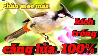 Chào mào mái kích bổi nhanh căng lửa 🔥🔥