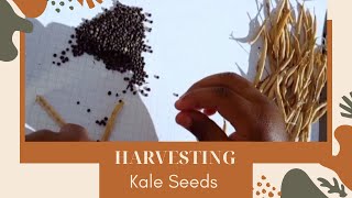 Gardening Tips: How to harvest kale Seeds