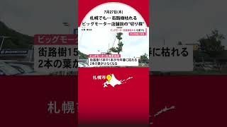 「ビッグモーター」店舗前にあったのは『切り株』 “除草剤問題” 札幌でも街路樹が枯れる 市は警察に相談