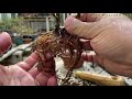 【春を感じる】葉が開き始めた３幹の織姫もみじを植え替える