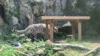 Snow Leopard taking a walk