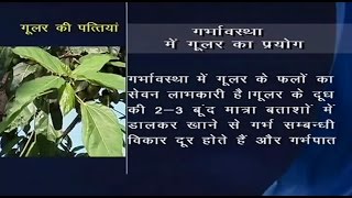 Ayurvedic Benefits of Sycamore (Gular) for Pregnancy | Acharya Balkrishna