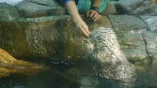 タッチしてイカをもらうラッコのパタ(海遊館)