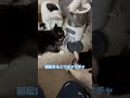 ネコと子ネコとおじさん　朝起きるとワチャワチャしているニャンズ　 shorts cat cats ねこ 猫 ねこのいる生活 猫のいる暮らし kitty 子猫