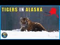 Siberian Tigers In Alaska?