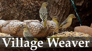 Village Weaver (at the bird feeder)