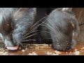 【猫asmr】黒猫に黒缶♪ サビちゃんお出かけ中🐈 gave black cats black can