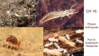 BL 252: Video 5: CH 16: Phylum Arthropoda - Part III: Subphylum Hexapoda