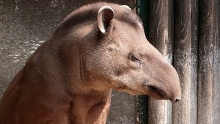 Fascinating things you should know about TAPIRS