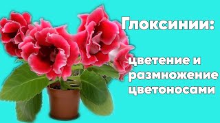 Глоксиния. Обильное цветение. Размножение цветоносами.