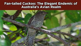 Fan tailed Cuckoo The Elegant Endemic of Australias Avian Realm