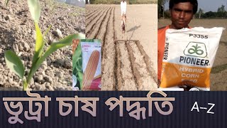 ভুট্টা চাষের সঠিক পদ্ধতি ,আগাম ভুট্টা চাষ Correct method of corn cultivation! pioneer 3355 vutta cas