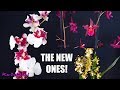 Orchid haul - Flower Shop finds! + Big Lip Phalaenopsis with terminal spike