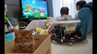 ヨッシーのゲームやるママ ＆ 箱に入ったままの茶色猫