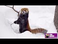 【円山動物園のレッサーパンダ】もうすぐ6歳の円実！その成長っぷり　red panda marumi at maruyama zoo