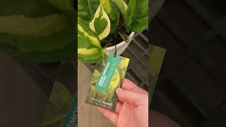 New Costa Farms Trending Tropicals at Walmart | May 2023 #bigboxplantshopping