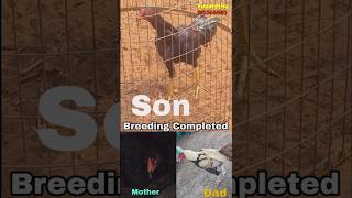 ఈ సంవత్సరం breeding 🦅chapter ముగిసింది 🐓 || కొత్త సంవత్సరానికి రేపటి తరం తో నాన్ది పలుకుదాం #aseel