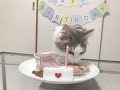 【子猫6ヶ月】ハーフバースデー🎂