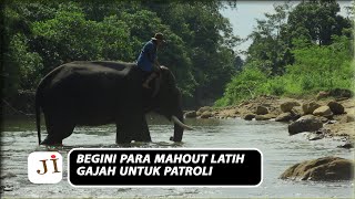 Begini Mahout Melatih Gajah Agar Bisa Menghadapi Dan Menghalau Gajah Liar