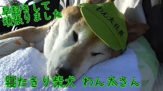 寝たきり柴犬わん太社長と朝5時半起きしてバイトして来ました