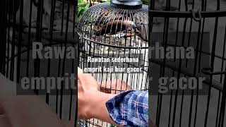 RAWATAN SEDERHANA EMPRIT KAJI BIAR GACOR #empritkaji #empritkaji #emprit #bird #singingbirds