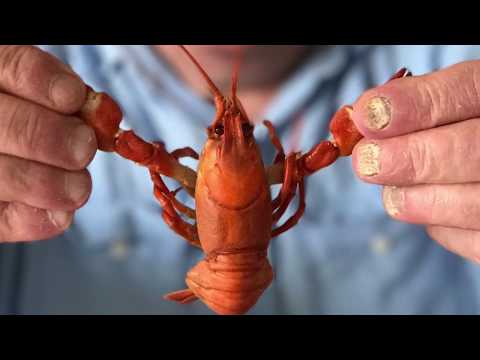 Crayfish catch in Oregon Columbia river Crayfish catch in Oregon Columbia river