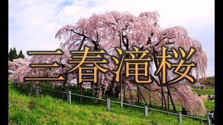 三春の滝桜1 　\