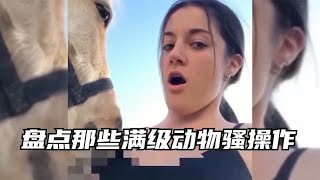 盘点那些满级动物骚操作，来自老水牛的压迫感，看一遍笑一遍