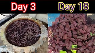 ఎర్ర తోటకూర ఇంత ఈజీగా పెంచుకోవచ్చు | Red Amaranth from sowing to harvesting