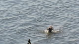 鳥の激しすぎる水浴び