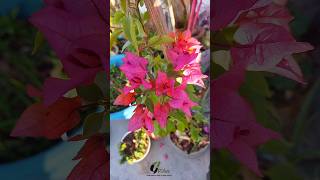 Bougainvillea flowering season/Bougainvillea garden/tips \u0026 tricks/how to growth Bougainvillea