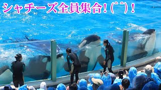 シャチーズ全員パフォーマンス!(^^)! 鴨川シーワールド シャチ Kamogawa Sea World