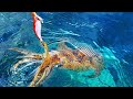 🦑🦑 Mancing cumi di air dangkal hasilnya di luar dugaan | squid fishing | mancing mania