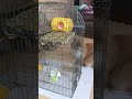 シマリス🐿ケージ掃除中