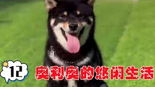 奥利奥悠闲的小日子，那副拽拽的样子还是很讨人喜欢的！【犬道app】