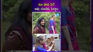 మా పాప పేరే ఆవు దూడకు పెట్టాం..!! #raita #finland #finlandwomen #teluguculture #ytshorts #trending