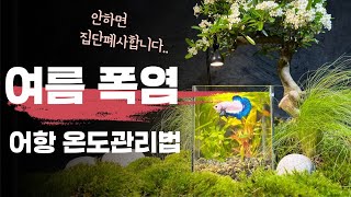 여름철 어항 수온관리 이렇게만 하시면 안전합니다.(구피 베타 체리새우 금붕어)