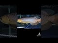 极上蓝底powerblue arowana 16inch up 2white u0026 2black tank growing up.