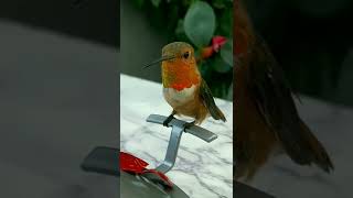 Hummingbird का वजन कितना है 🤔 l