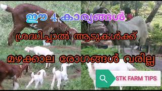 ഈ 4കാര്യങ്ങൾ ശ്രദ്ധിച്ചാൽ മഴക്കാല രോഗങ്ങൾ ആടുകളെ ബാധിക്കില്ല.