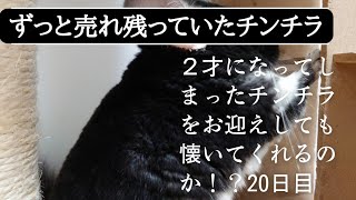 【20日目】２才のチンチラをお迎えしても懐いてくれるのか！？【ブラッシング練習を始めた日】