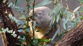 ユーカリを食べるニューサウスウェールズコアラ1　New South Wales Koala　2018 0329